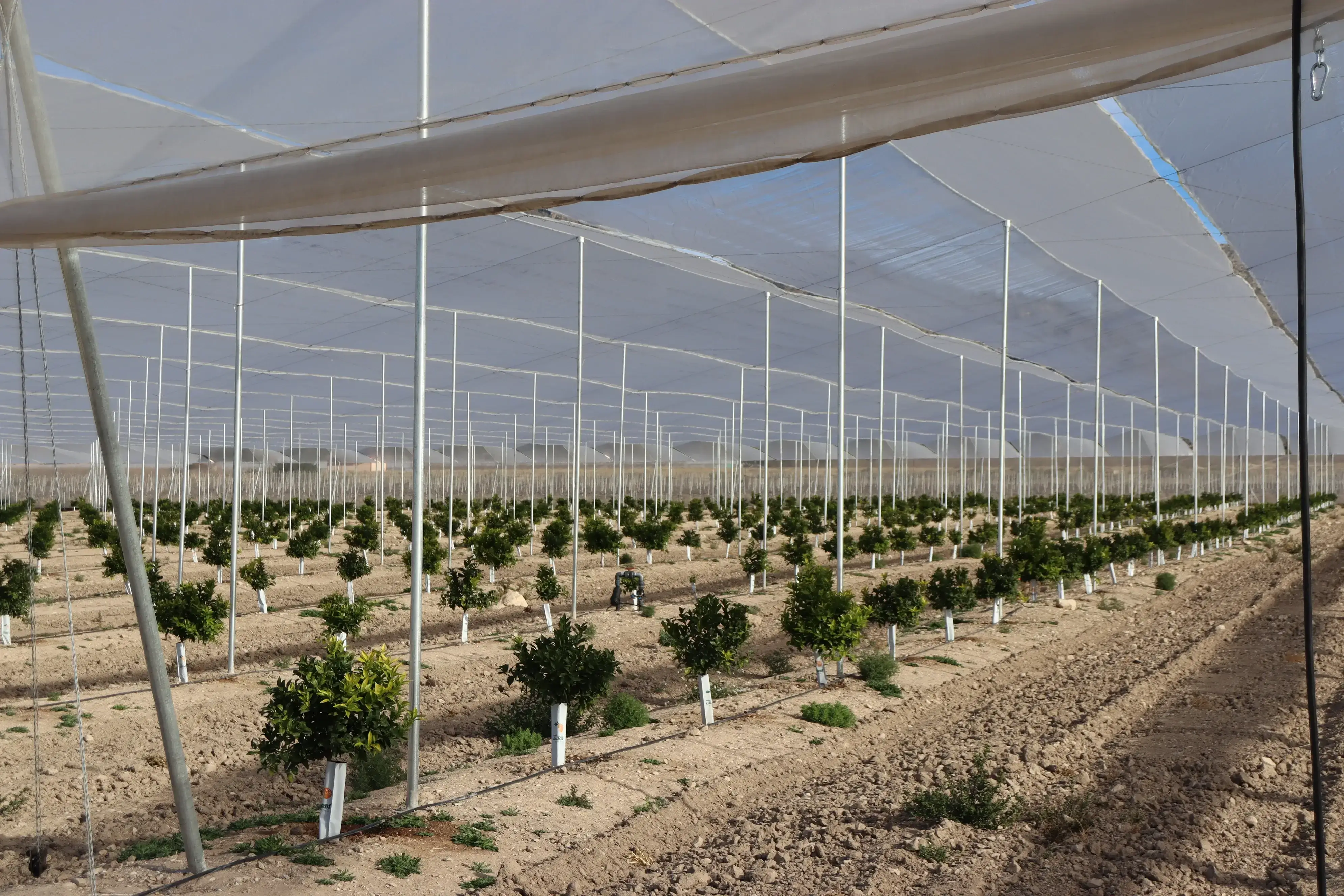 Invernadero multicapilla