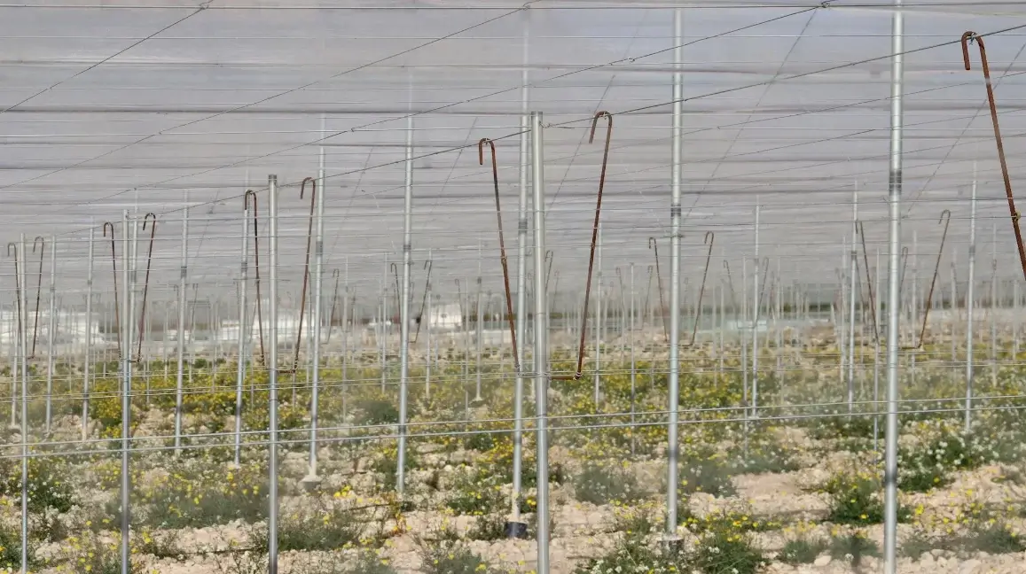 Invenadero tipo parral